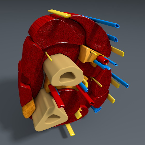 3d model of cross section human forearm - Human forearm (anatomical correct cross section)... by scyrus